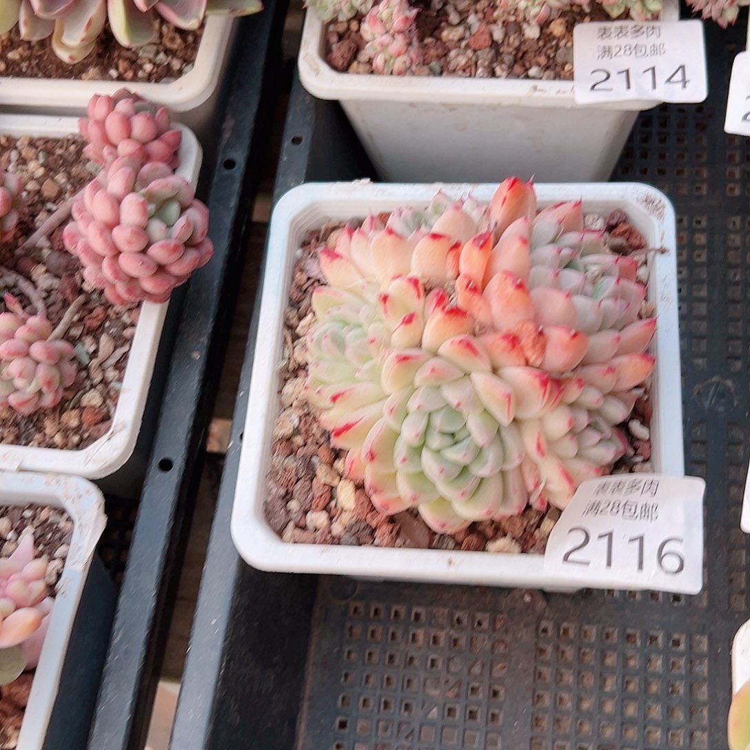 抹**多肉一物一拍2116