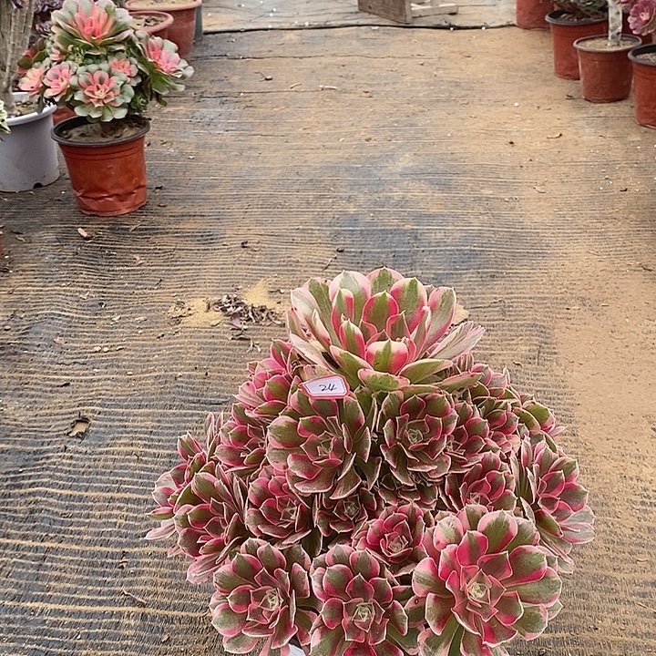 24，粉女郎多肉法师多肉法师