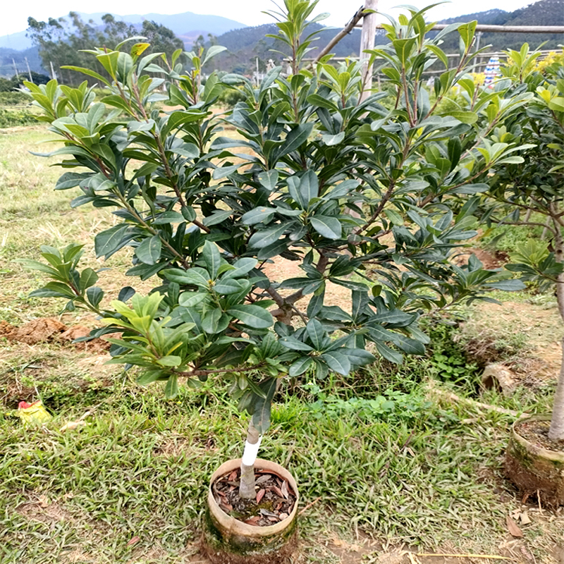 优选东魁黑炭水晶早熟绿植盆栽 地栽