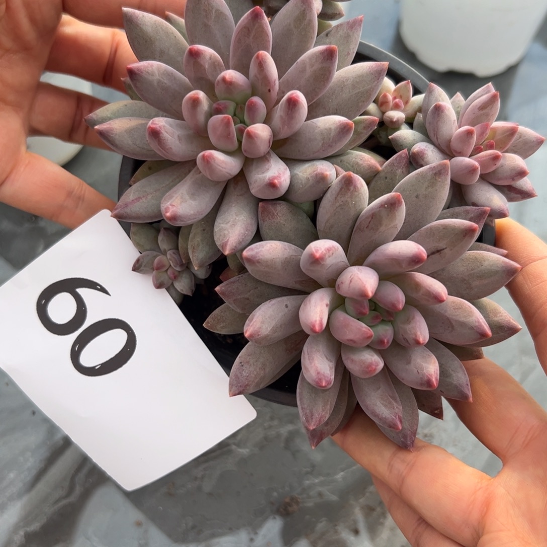 铃***铛60、跟着很喜欢喜欢好吃吧