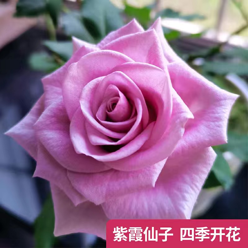 紫霞仙子云南玫瑰花苗大花浓香四季开花月季老根花卉绿植盆栽植物