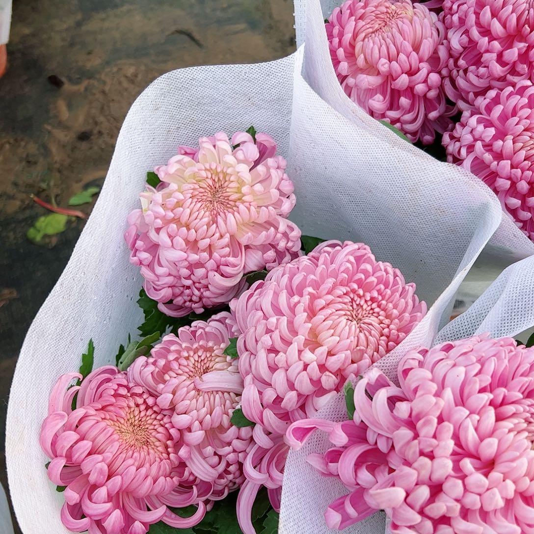 完全开放国华粉水晶