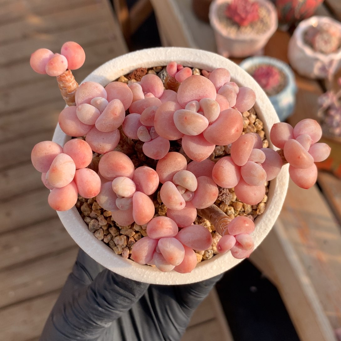 2洛神一头一桩小树 老桩福利