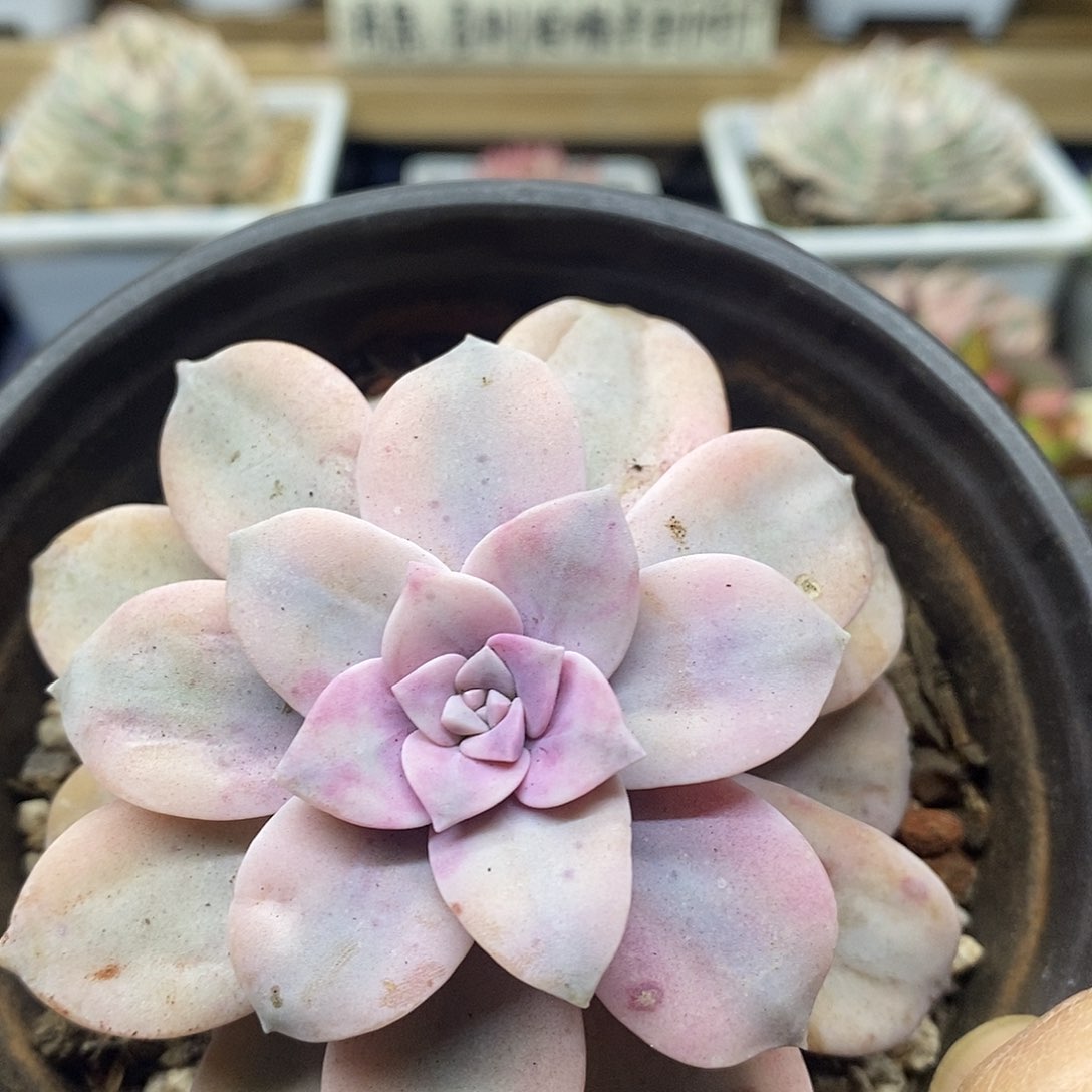 06188 华丽风车覆轮锦
