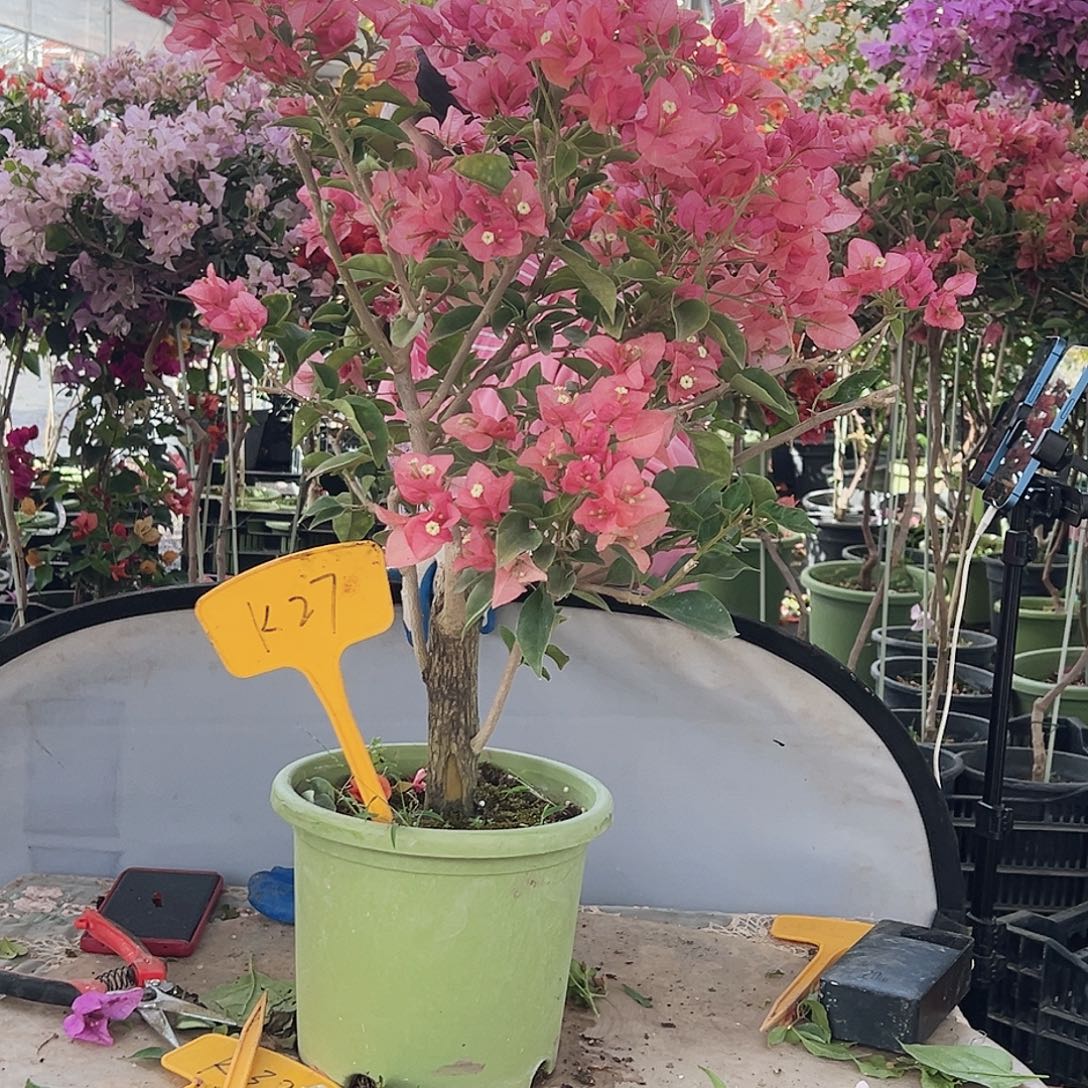 思***清大部分花苞少量开放K27卡雅塔