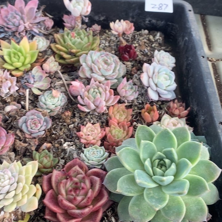 287 多肉植物盆栽花卉