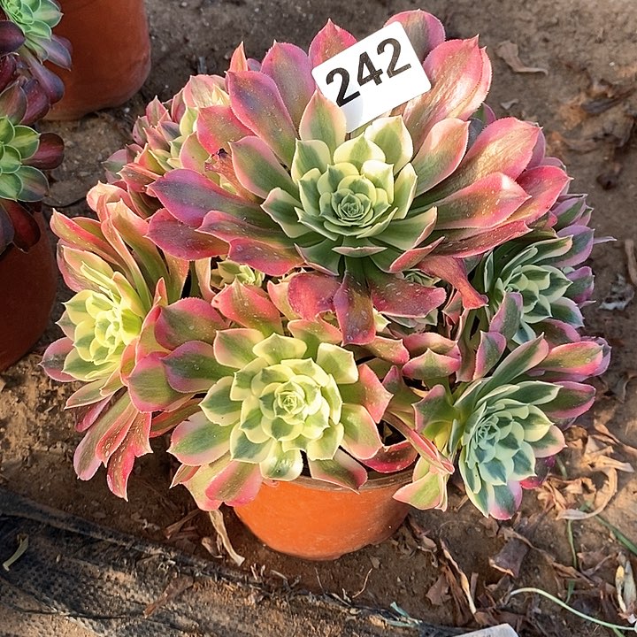 法师植物12345678