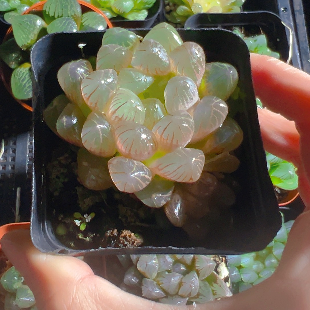 明***饰玲珑玉露万象盆多肉