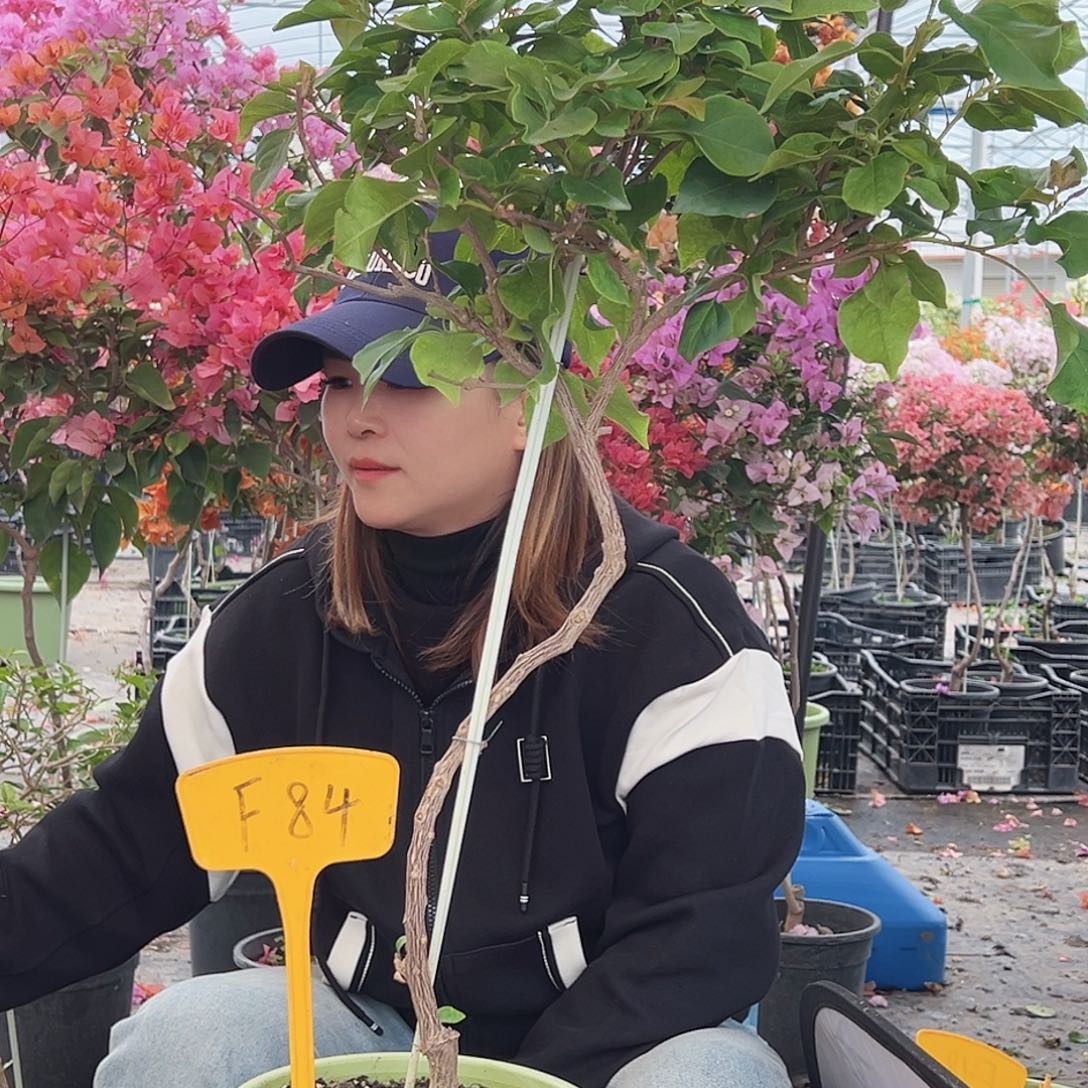 大***山大部分花苞少量开放F84棒棒糖