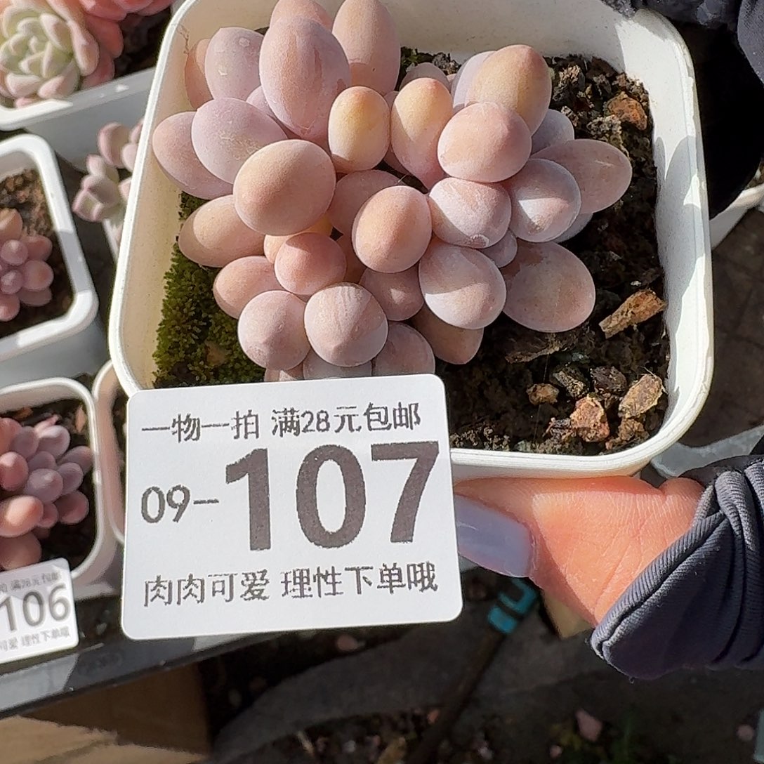 汤圆无盆土发货无盆