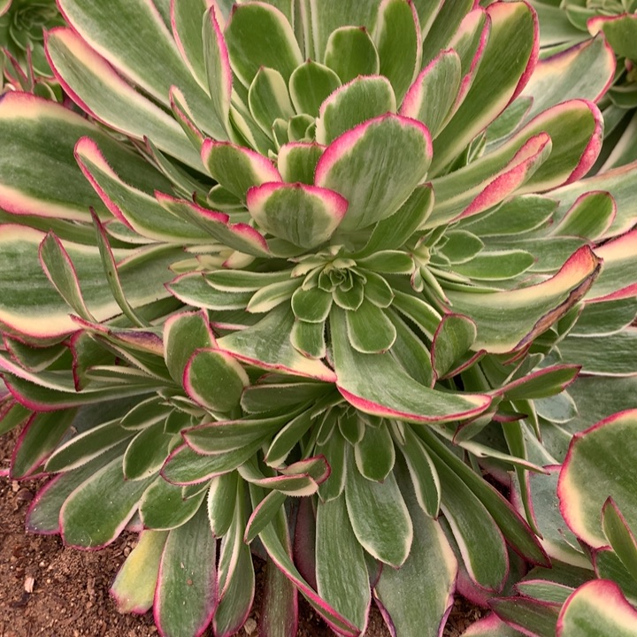 繁*坞301多肉植物嫩桩