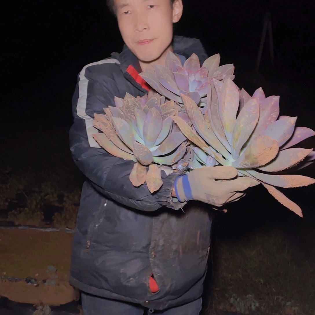 一物一拍太妃糖多肉