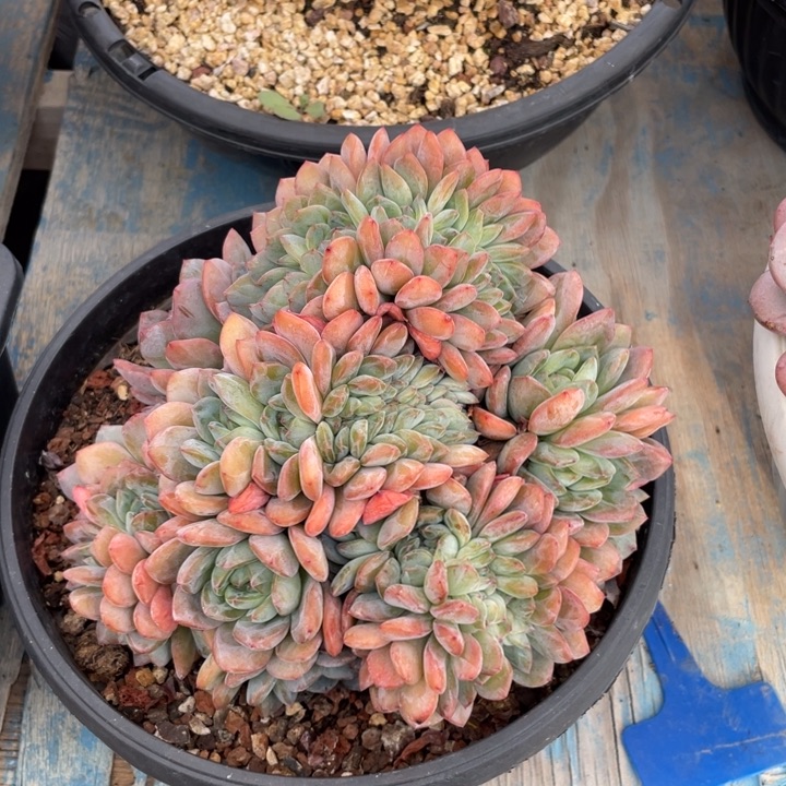 【闪购商品】全明星