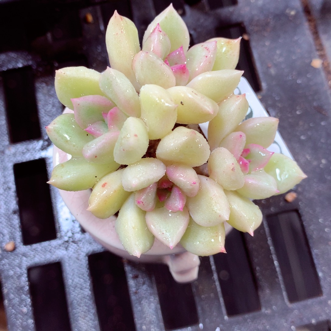 5厘米盆精控多肉090