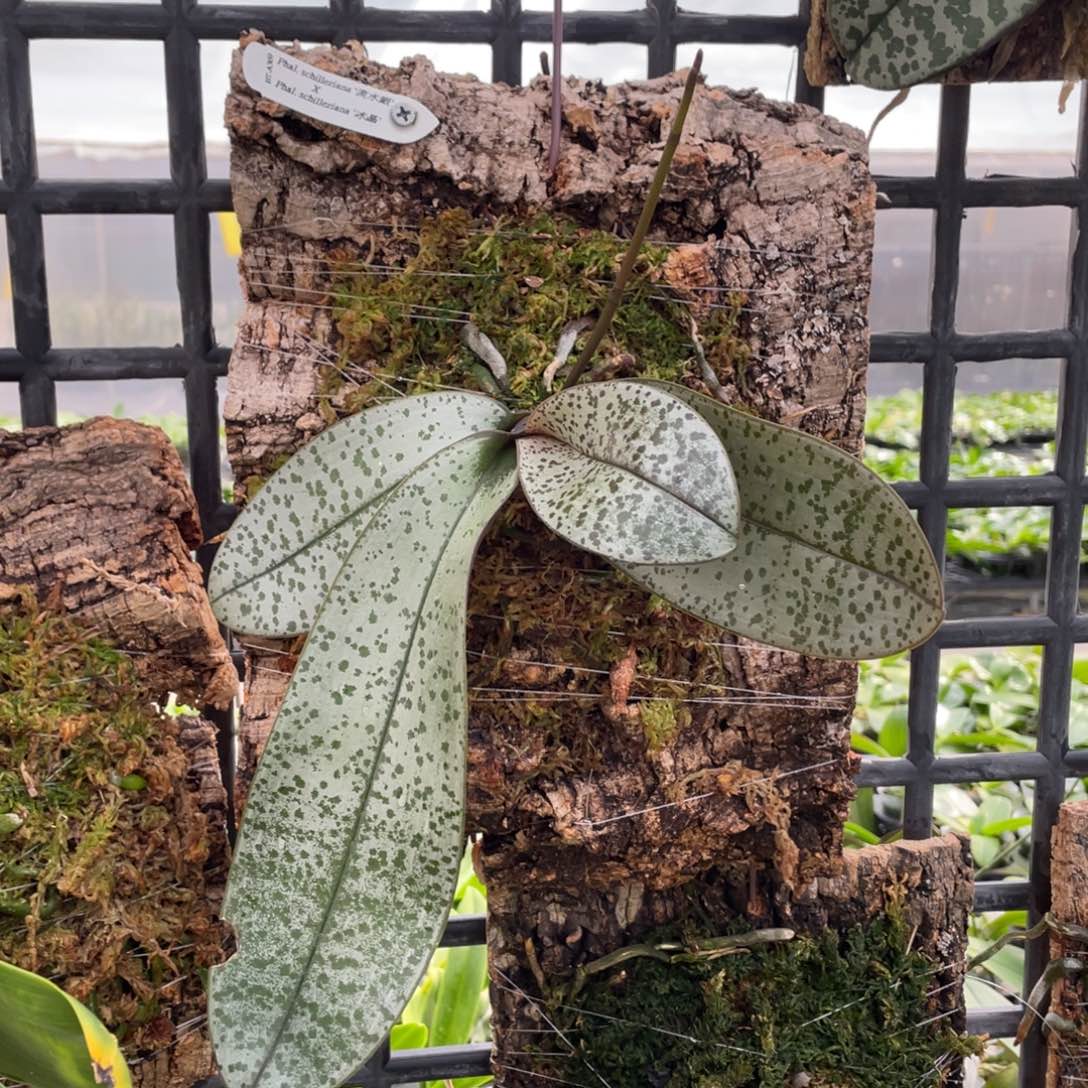 当前无花栽培后可以开花BT369流水银交冰晶西