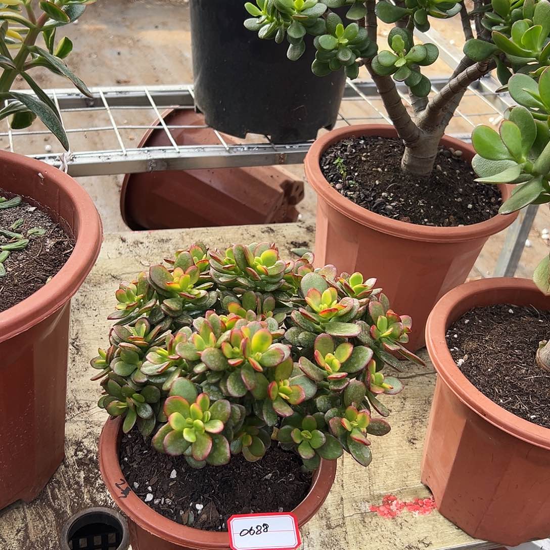 小***鱼稀有小叶糖果带土球0688