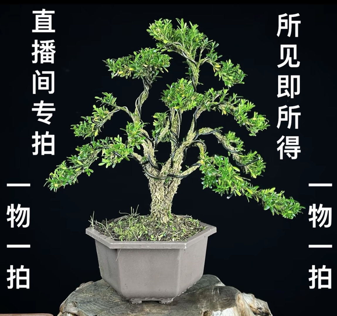 浙江小叶雀舌皱皮黄杨