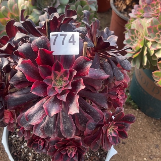 774美杜莎阴阳多肉植物花花