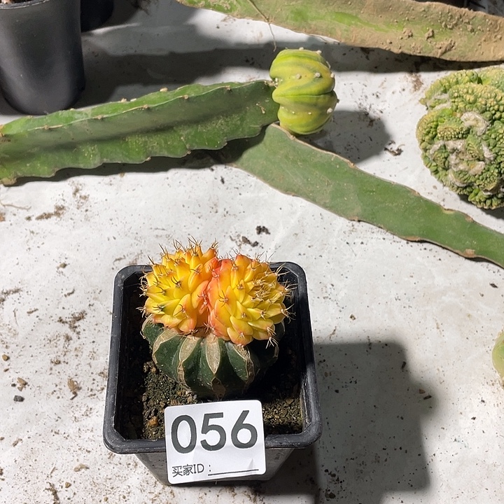 地冠金仙人球56号