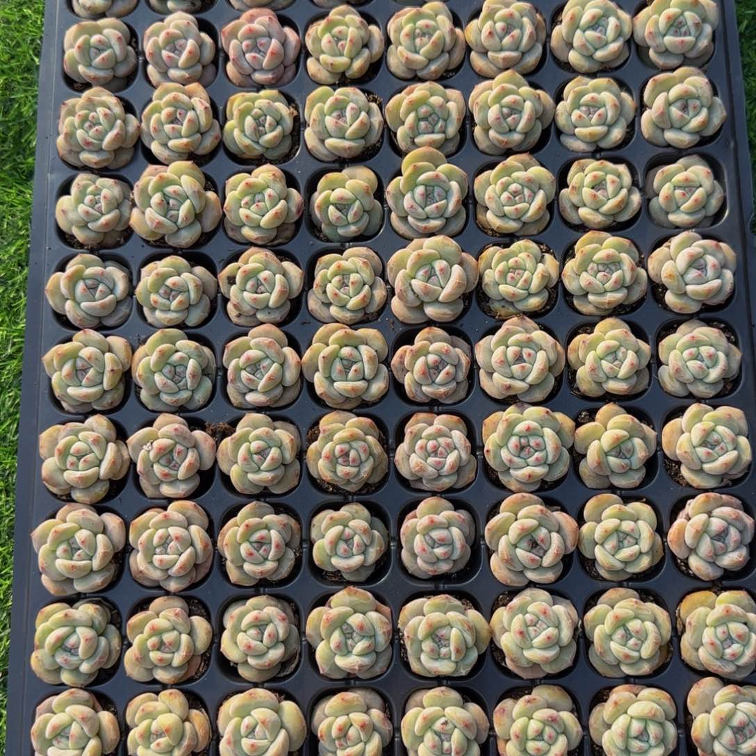 20颗一组招牌圆叶小包子星影特价