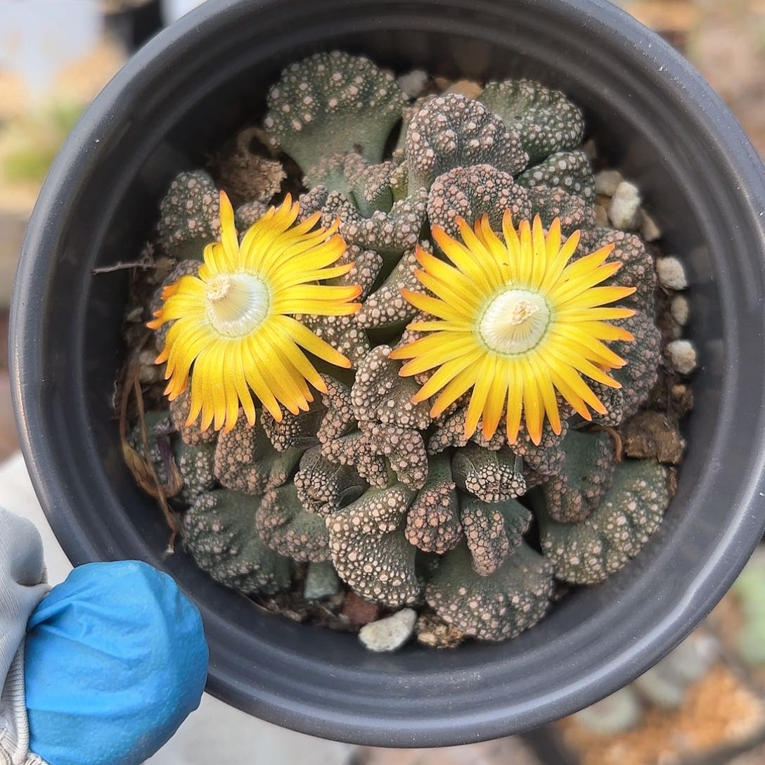 570 天女带盆土 新店特价