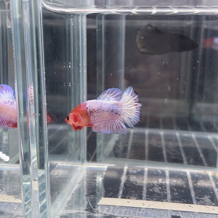 斗鱼听风观赏斗鱼