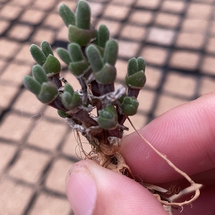 3169老桩兔子一颗。   