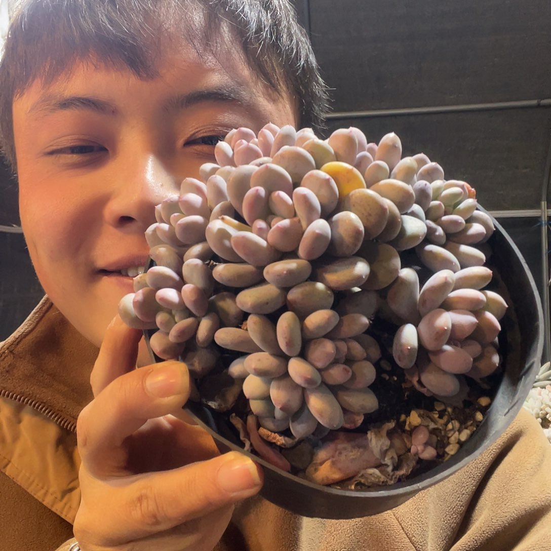 香香雪满20包邮脱土发货