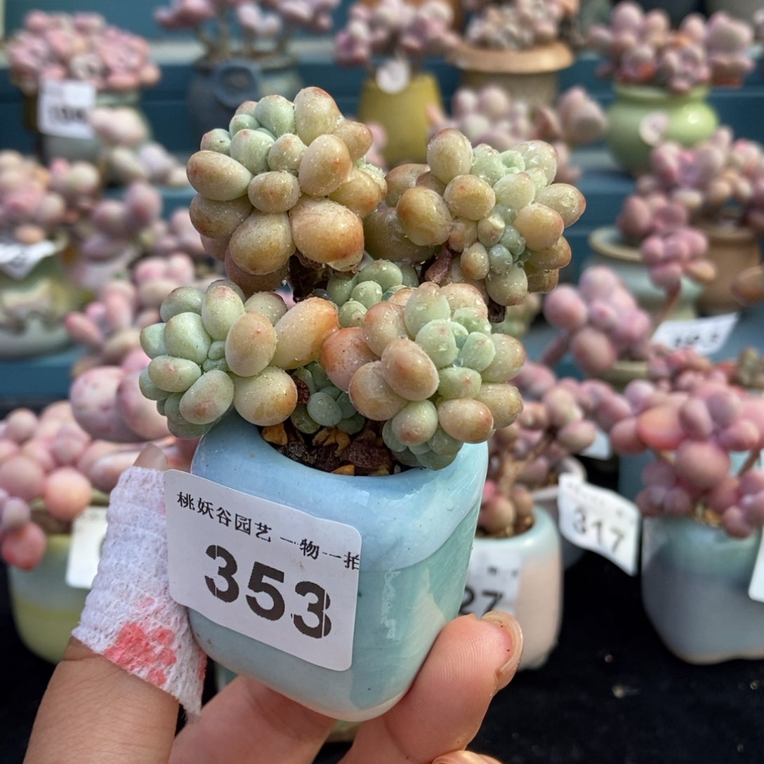 353洛可可带盆土