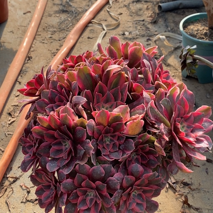 女妖多肉植物56。 