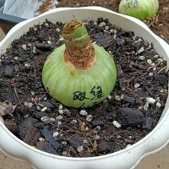 无花朵双绿6+带盆土发货