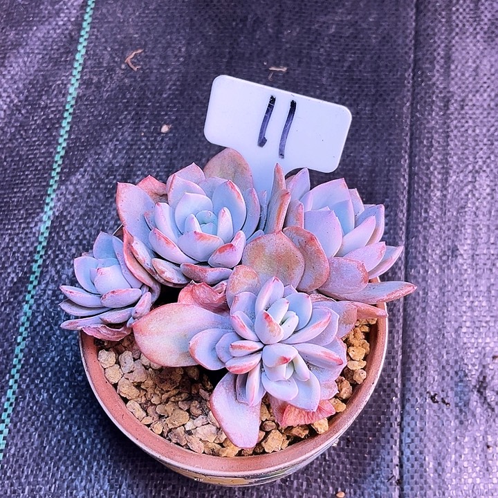 奶茶11号码牌子的话题了解一下