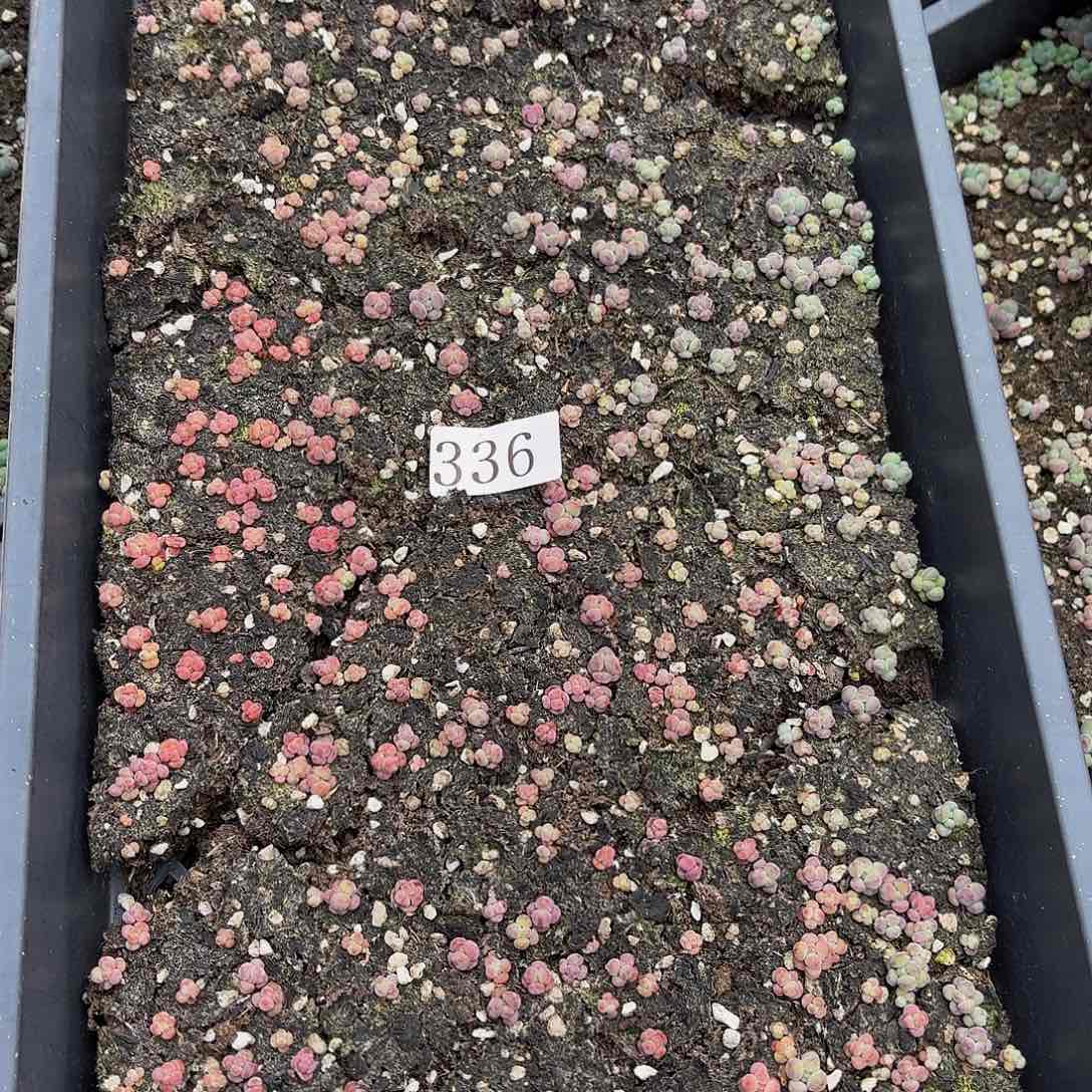 扭*筋多肉植物多肉植物336