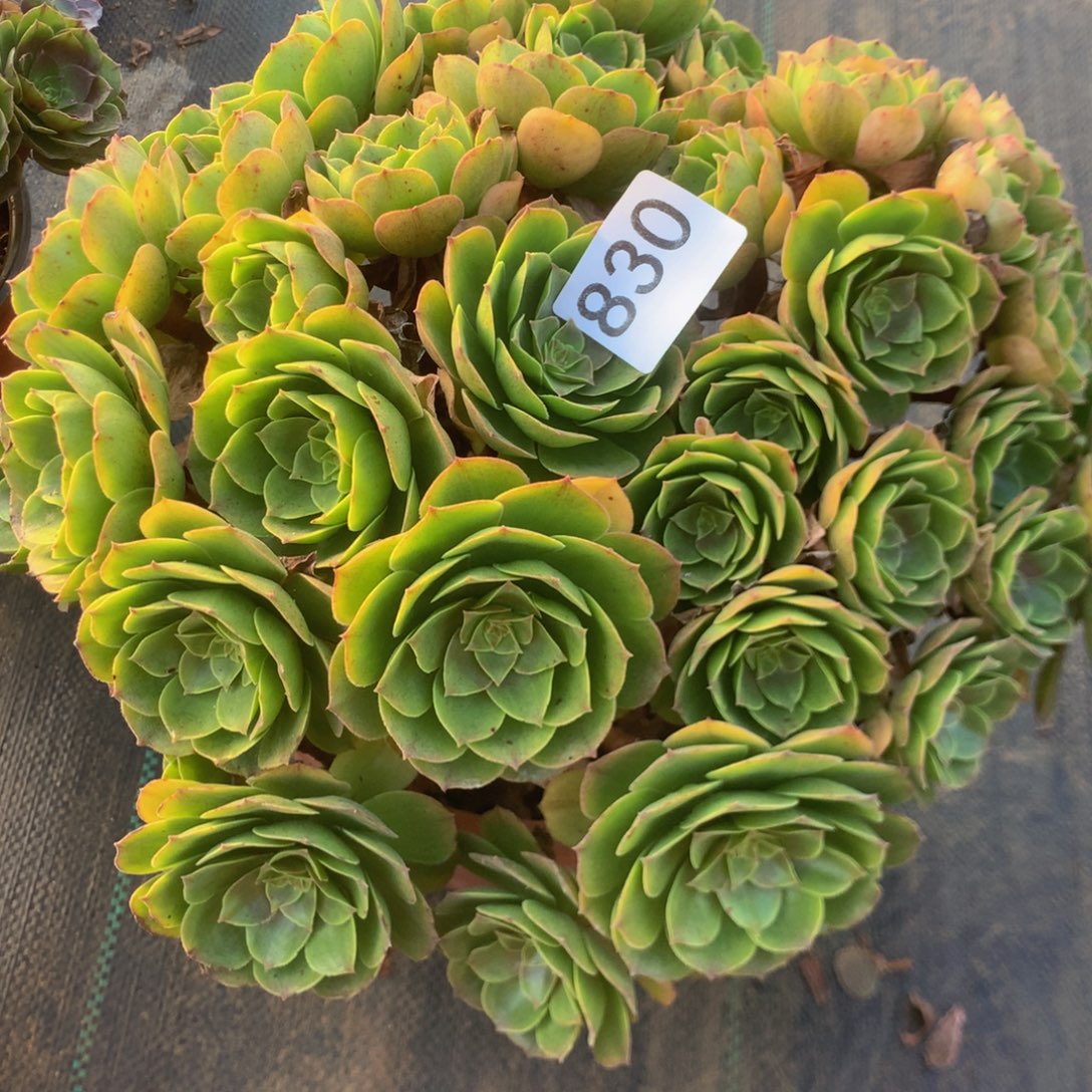 向***花830万绿锦多多肉植物