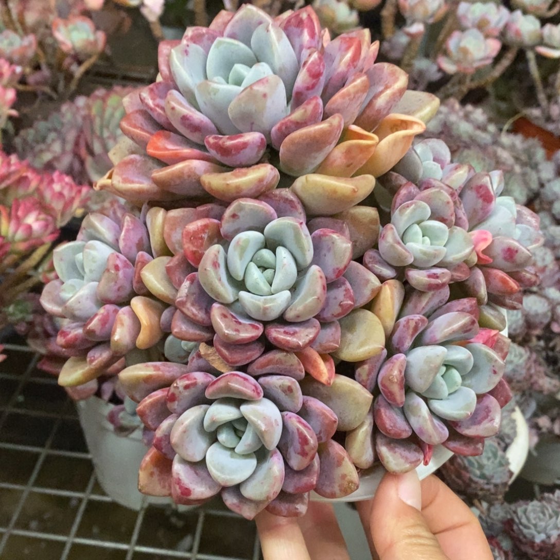 花斑露六头起发老桩