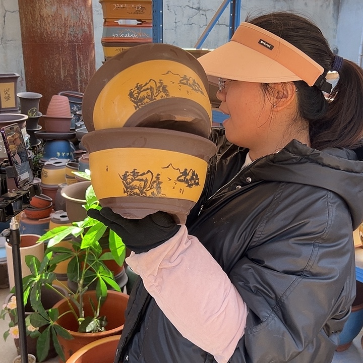 17-17黄三角金钟花盆