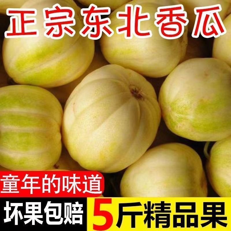 东北香瓜甜瓜新鲜现摘当季时令水果特产小甜瓜整箱白糖罐蜜瓜现摘