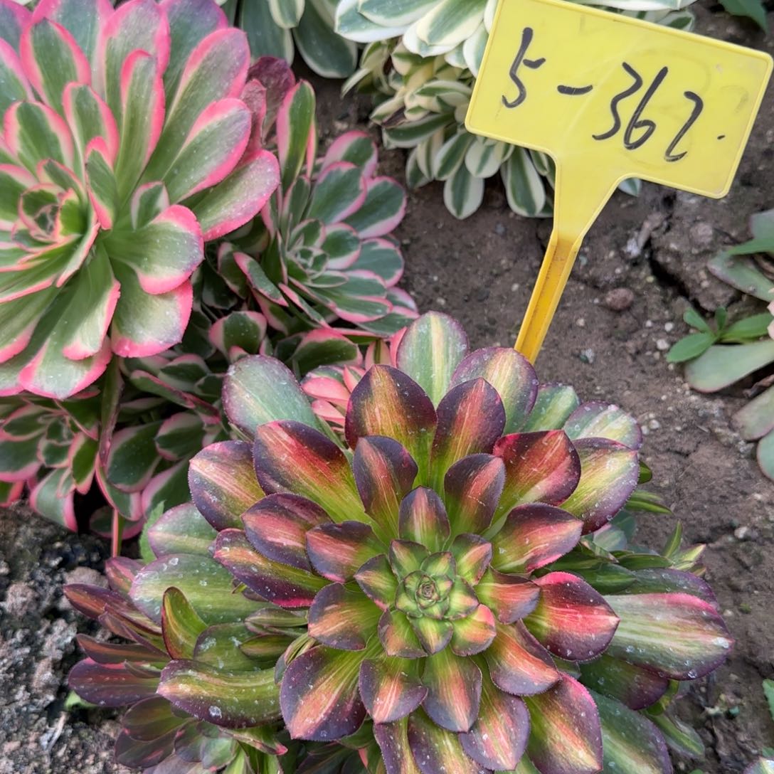 5-362---多头多肉多头