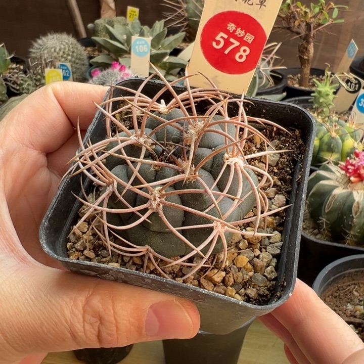 实生狂刺火东球一棵仙人球