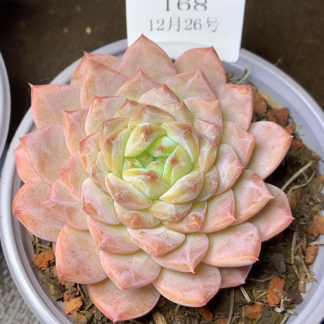 【闪购商品】云168号冰魄8厘米