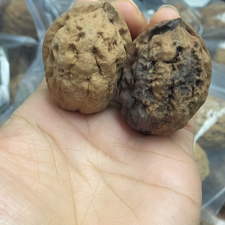 木质类云南铁核桃基地6