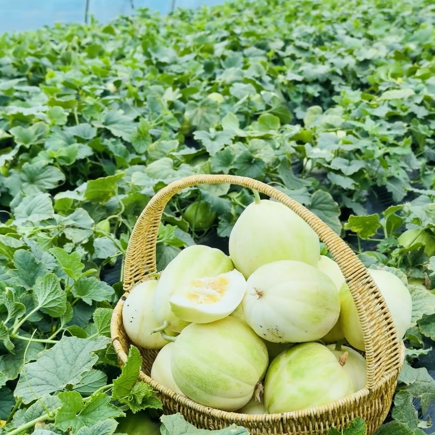 香瓜新鲜水果头茬采摘香甜脆爽口感