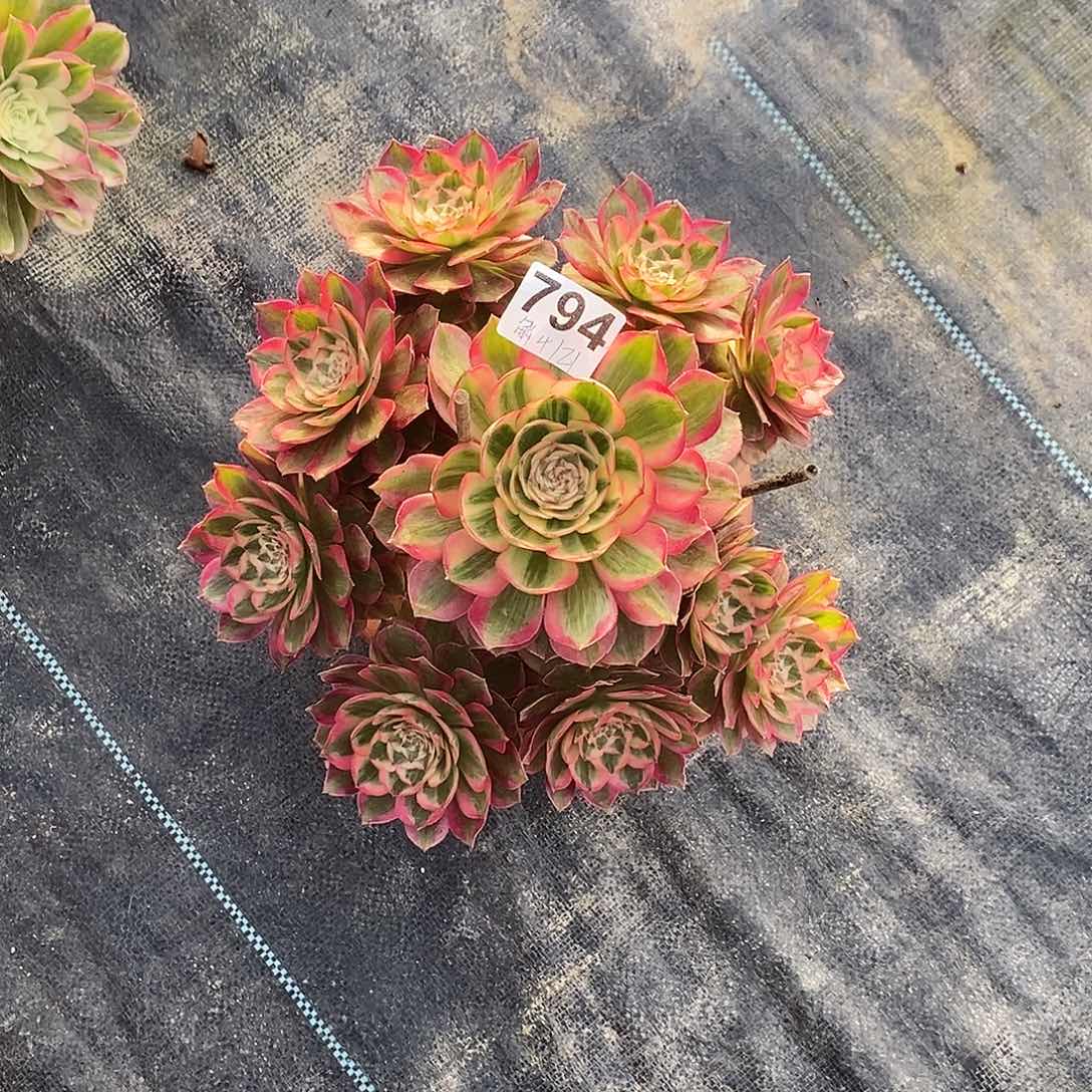 英***6794云河福利价冠服20公分