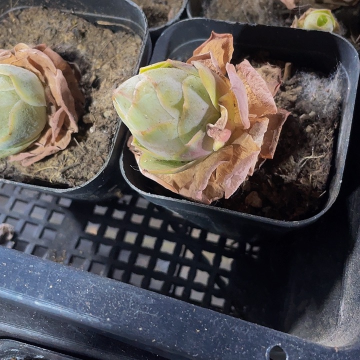 6.5方帕尔马带盆土发货