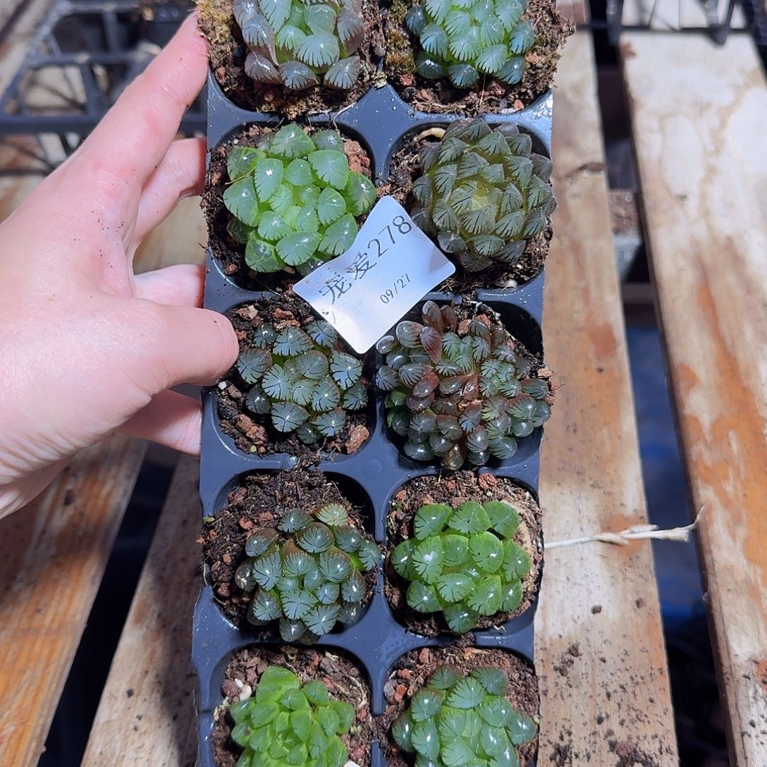 直播福利一物一拍278