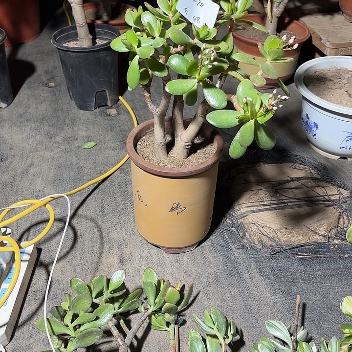 白***茶当前无花栽培后可以开花韩国紫叶48
