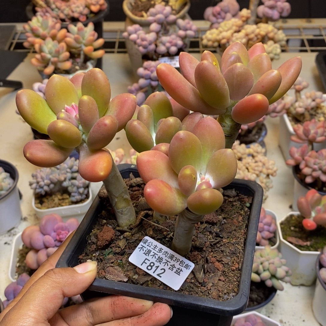 812金蟾多肉整16c m