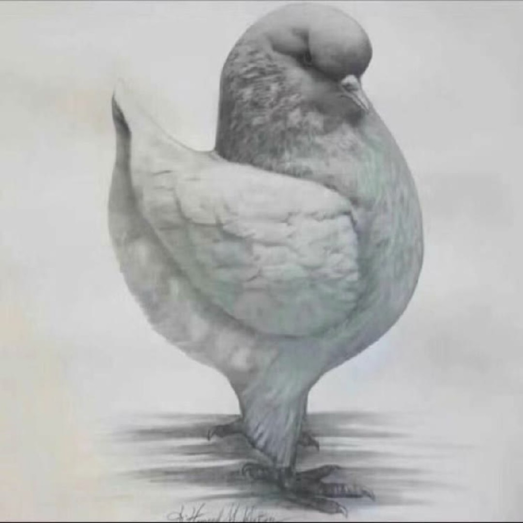 圆环摩登观赏鸽已直播间为准