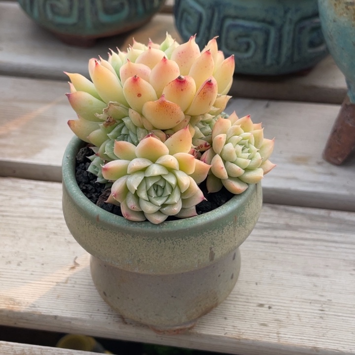 带盆多肉植物女王小群