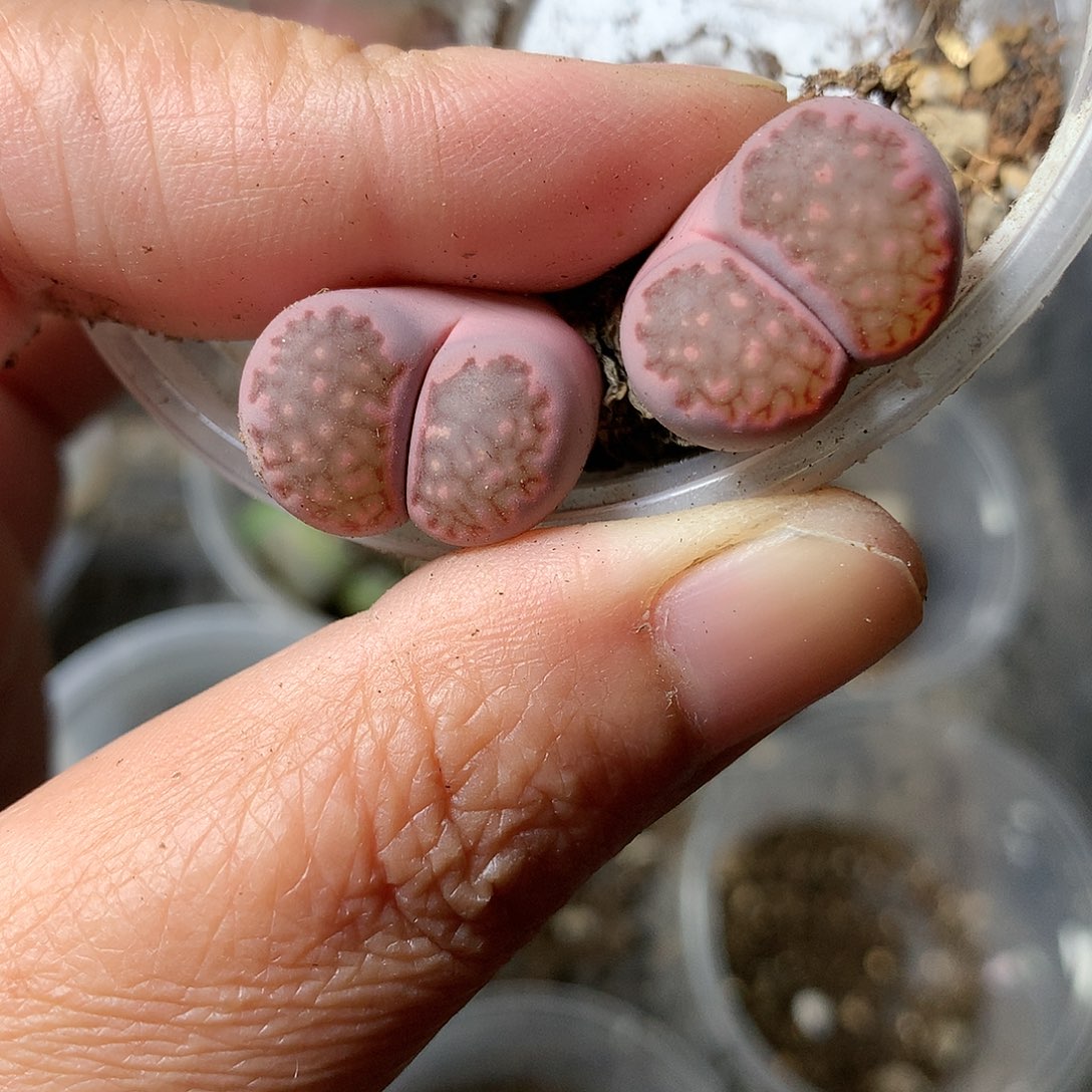 K254多肉植物保护